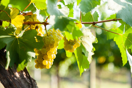 Sunlight through white grapes in vineyard