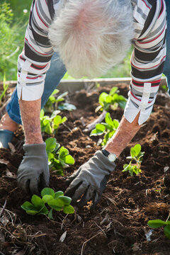 Senior lady planting strawberries in garden