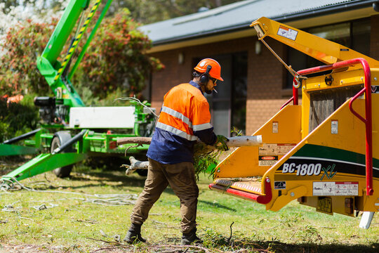 Lumberjacks feeding branches into wood chipping machine on the job