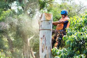Skilled workman using a chainsaw to fell a gum tree - chopping down the trunk