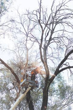 Arborist tree guy removing a branch from a dangerous dying tree