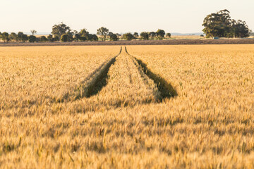 Wheel tracks running through a crop of wheat