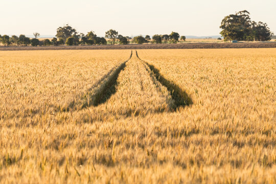 Wheel tracks running through a crop of wheat