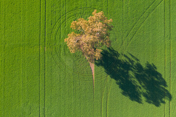 Aerial view of a gum tree in a green paddock casting a long shadow