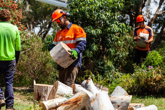 Arborist and workman felling tree and carrying logs of wood to pile
