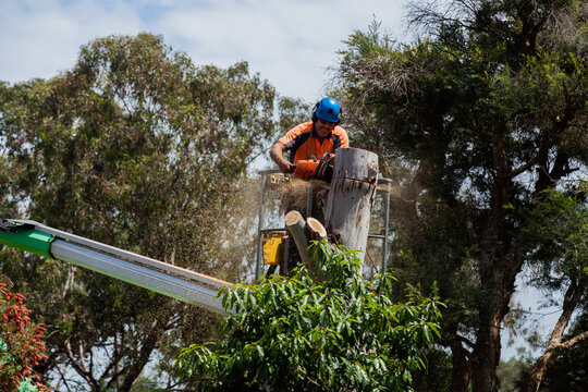 Arborist standing on a cherry picker chainsawing down a gum tree stump
