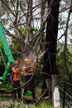 Two tradies working to remove a dying tree from garden safely