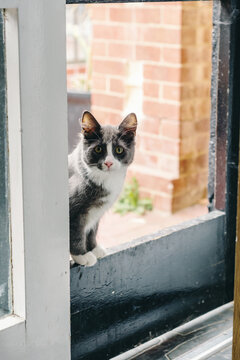 cute grey and white cat in doorway at home