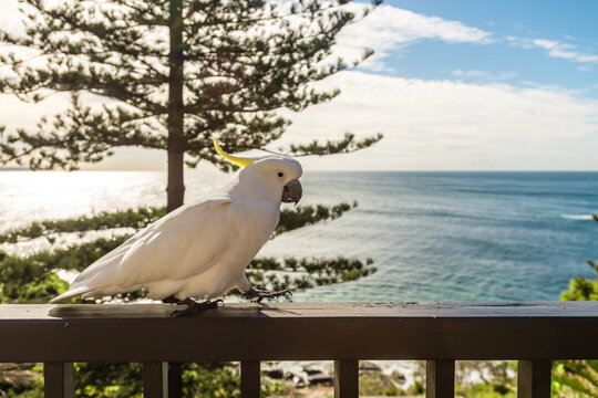cockatoo on balcony at beach house