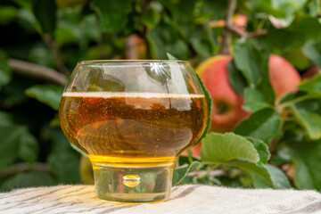 Glass of apple cider from Normandy, France and green apple tree with ripe red fruits on background