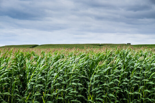 Sweet corn crop waving in the wind almost ready for harvest