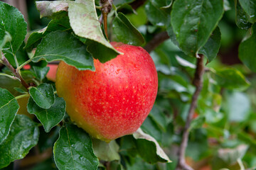 Big ripe red apple hanging on green apple tree