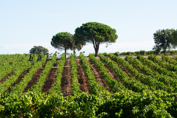 Rows of ripe syrah wine grapes plants on vineyards in Cotes  de Provence, region Provence, south of...
