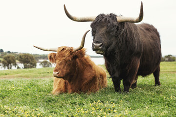 Close up of Highland cattle at Phillip Island in Victoria