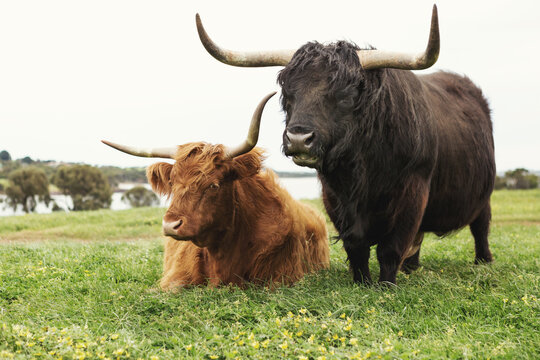 Close up of Highland cattle at Phillip Island in Victoria