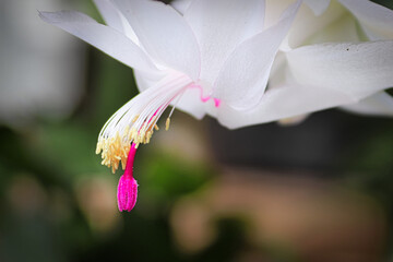 Obraz premium Macro view of the stigma and stamen on an Easter Cactus