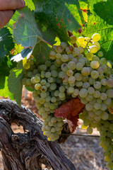 Ripe white wine grapes using for making rose or white wine ready to harvest on vineyards in Cotes  de Provence, region Provence, south of France