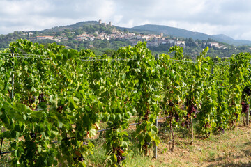 Fototapeta na wymiar Rows of ripe wine grapes plants on vineyards in Cotes de Provence near Grimaud, region Provence, south of France