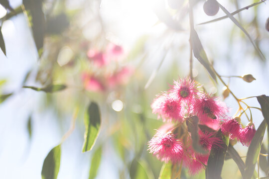 Pink flowering gum tree with sun flare