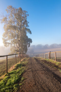 Misty farm laneway with gum trees beside in rural South Australia