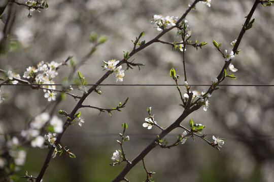 Plum blossom on a trellis in an orchard