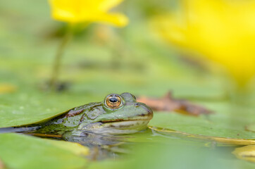  Pelophylax esculentus