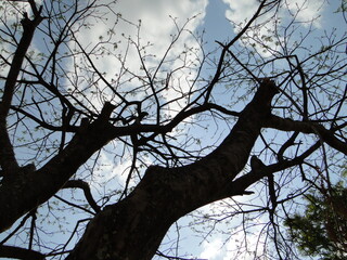 Galhos de árvore seco com céu azul