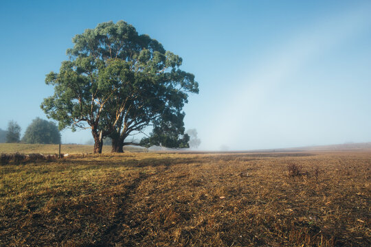Remote rural landscape with gum trees on a misty morning