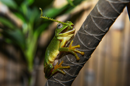 Frog vs Grasshopper
