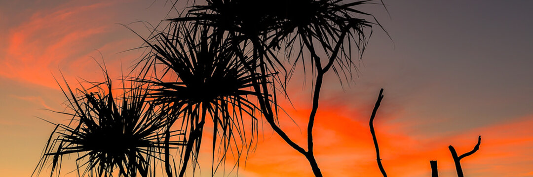 Tropical Pandanus Palm tree silhouetted against red sunset sky