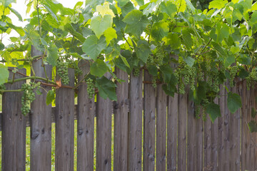 Green Grapes Along A Garden Fence