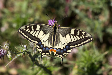 Papilio machaon, Swallowtail butterfly from Italy, Europe
