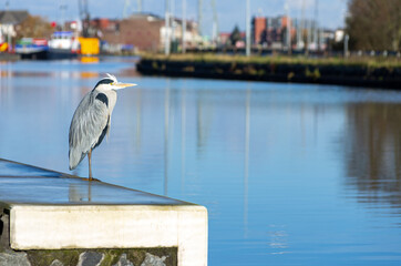 blue heron keeps watch at the Gouwe in Boskoop, Netherlands