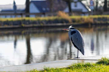 blue heron keeps watch at the Gouwe in Boskoop, Netherlands