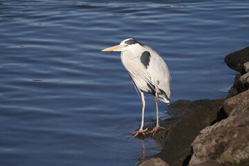 gray heron in the water