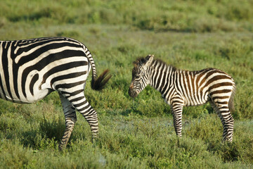 Fototapeta premium Common zebra female and foal, Ndutu, Ngorongoro Conservation Area, Tanzania