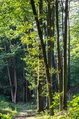 Fototapeta na wymiar Deciduous forest in Lower Saxony, Germany