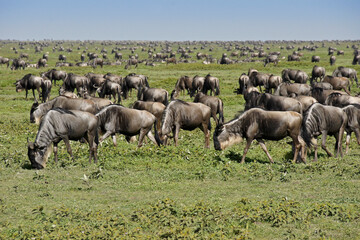 Naklejka na ściany i meble Wildebeests grazing in Ndutu, Ngorongoro Conservation Area, Tanzania