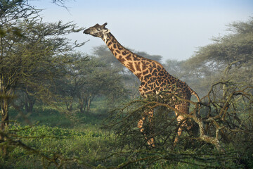 Masai giraffe (male) among acacia trees, Ndutu, Ngorongoro Conservation Area, Tanzania