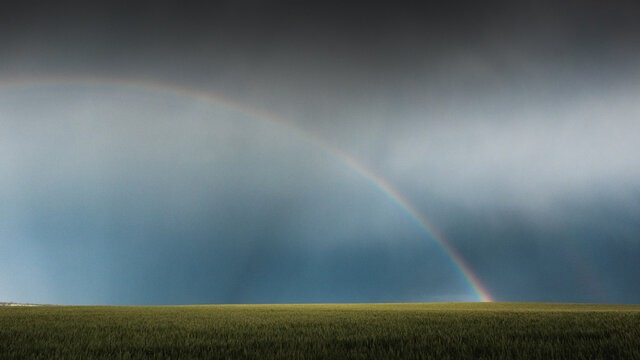 Rainbow in wheat crop