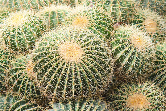 cactus family from Elda, Spain