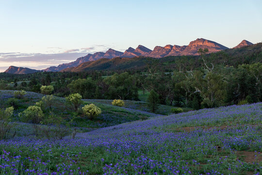 Purple Flowers With Rugged Hills In Background