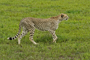 Cheetah (female) walking, Ndutu, Ngorongoro Conservation Area, Tanzania