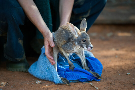 Injured joey being cared for