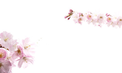Fototapeta na wymiar Dreamy cherry blossoms as a natural border, studio isolated on pure white background, panorama format.