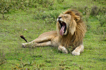 Fototapeta na wymiar Male lion yawning, Ndutu, Ngorongoro Conservation Area, Tanzania