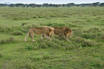 Two male lions (brothers) walking in Ndutu, Ngorongoro Conservation Area, Tanzania