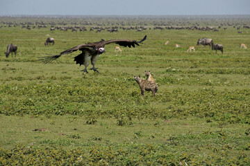 Naklejka na ściany i meble Lappet-faced (Nubian) vulture coming in for a landing at a kill, with spotted hyenas, wildebeests, and Thomson's gazelles in the background, Ndutu, Ngorongoro Conservation Area, Tanzania