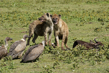 Spotted hyenas and white-backed vultures feeding at wildebeest kill, Ndutu, Ngorongoro Conservation Area, Tanzania