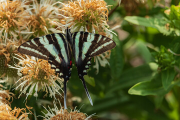 Fototapeta na wymiar Zebra Swallowtail, butterfly close-up